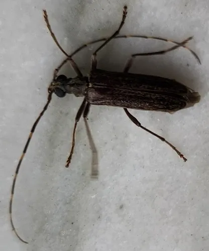 Centrodera sublineata