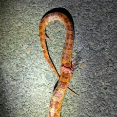 Red Cornsnake thumbnail 2