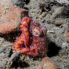 Giant Pacific Octopus thumbnail 3