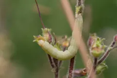 Saunders' Sallow thumbnail 3