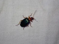 Large Foliage Ground Beetle thumbnail 4