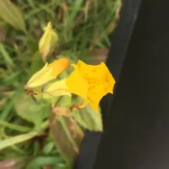 seep monkeyflower thumbnail 4