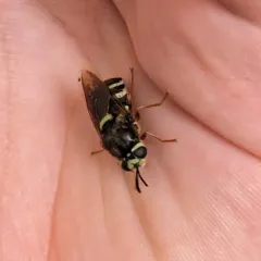 Stratiomys obesa thumbnail 3