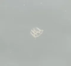 Melicertum octocostatum thumbnail 1