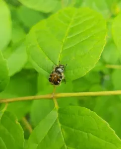 Bee-like Flower Scarab thumbnail 3