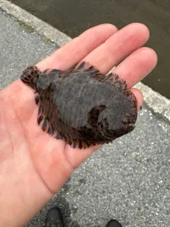 Hogchoker thumbnail 3