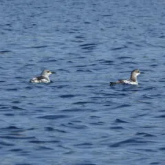Black Guillemot thumbnail 2