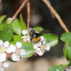 Orange-tailed Wood Fly thumbnail 2