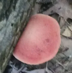 Lentinula reticeps thumbnail 2