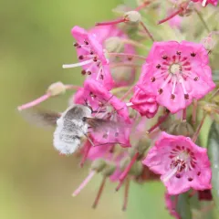 Bombylius incanus thumbnail 2