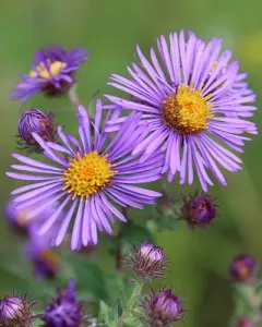 New England aster thumbnail 4