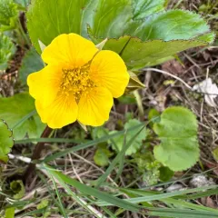 Calthaleaf Avens thumbnail 3