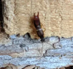 Lesser Earwig thumbnail 1