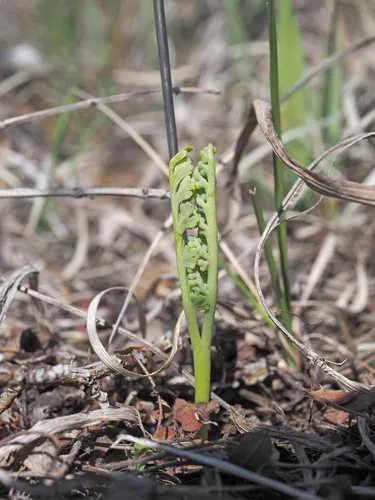 Frenchman's Bluff moonwort