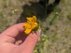 large-flowered tickseed thumbnail 1
