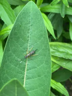 Agonocryptus discoidaloides thumbnail 3