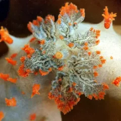 Modest Clown Dorid thumbnail 3
