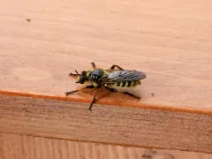 Laphria vivax thumbnail 3