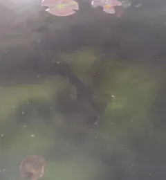 Spotted Gar thumbnail 4