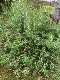 Rosemary thumbnail 4
