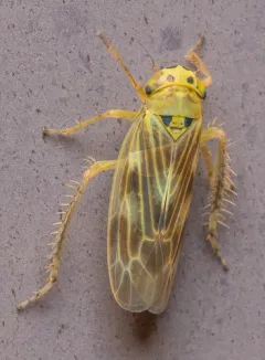 Macrosteles parvidens thumbnail 4