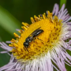 Mesilla Masked Bee thumbnail 4