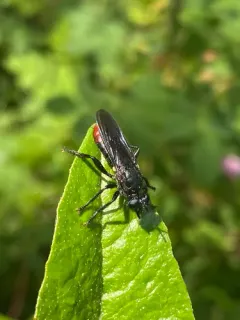 Laphria felis thumbnail 2