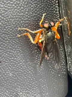 Myelaphus lobicornis thumbnail 2