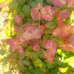 eastern poison ivy thumbnail 3