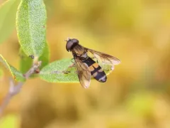 Fourspot Sedgesitter thumbnail 3