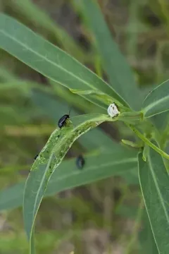 Brown-legged Leafy Spurge Flea Beetle thumbnail 2
