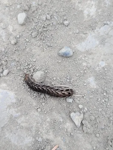 Gray-streaked Armyworm Moth