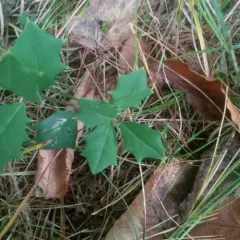 American holly thumbnail 1
