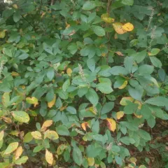 Sweet Pepperbush thumbnail 4