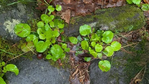 Oconee bells