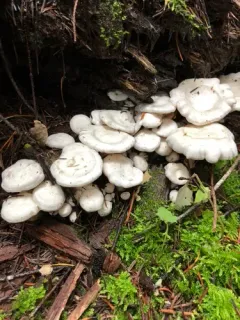 Wavy Cloud Clumps thumbnail 1