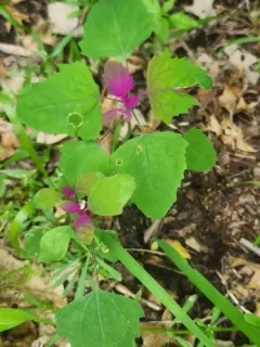 Tree spinach thumbnail 3