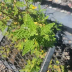 fernbush thumbnail 3