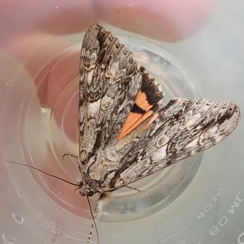 Mother Underwing Moth