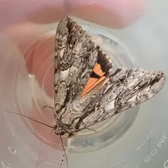 Mother Underwing Moth thumbnail 1