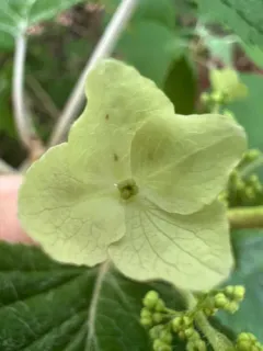 oakleaf hydrangea thumbnail 4