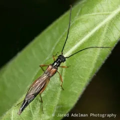 Slender Long-horned Beetle thumbnail 3