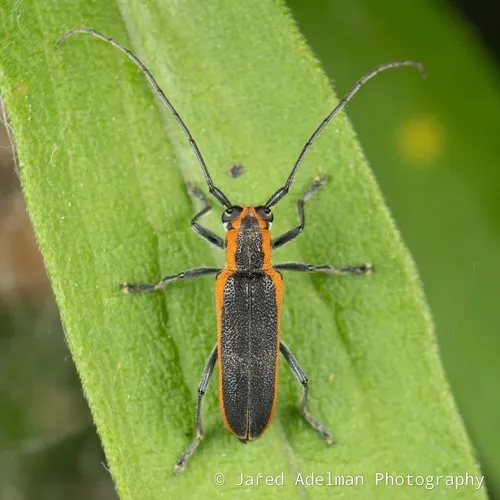 Red-edged Saperda
