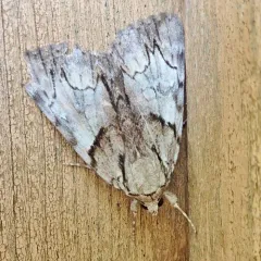 Hawthorn Underwing Moth thumbnail 2