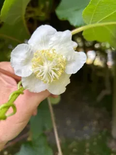 Chinese gooseberry thumbnail 4