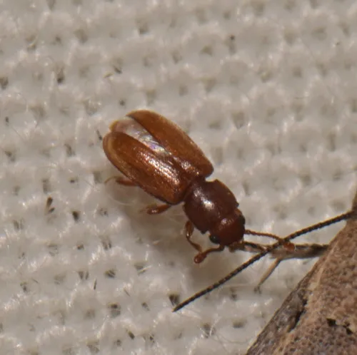 Foreign grain beetle
