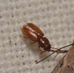 Foreign grain beetle thumbnail 1
