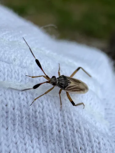 Actinocoris signatus