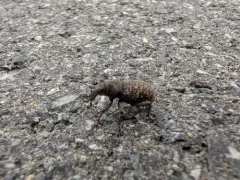 Couper Collar Weevil thumbnail 3