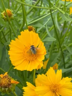 Parallel Leafcutter Bee thumbnail 4